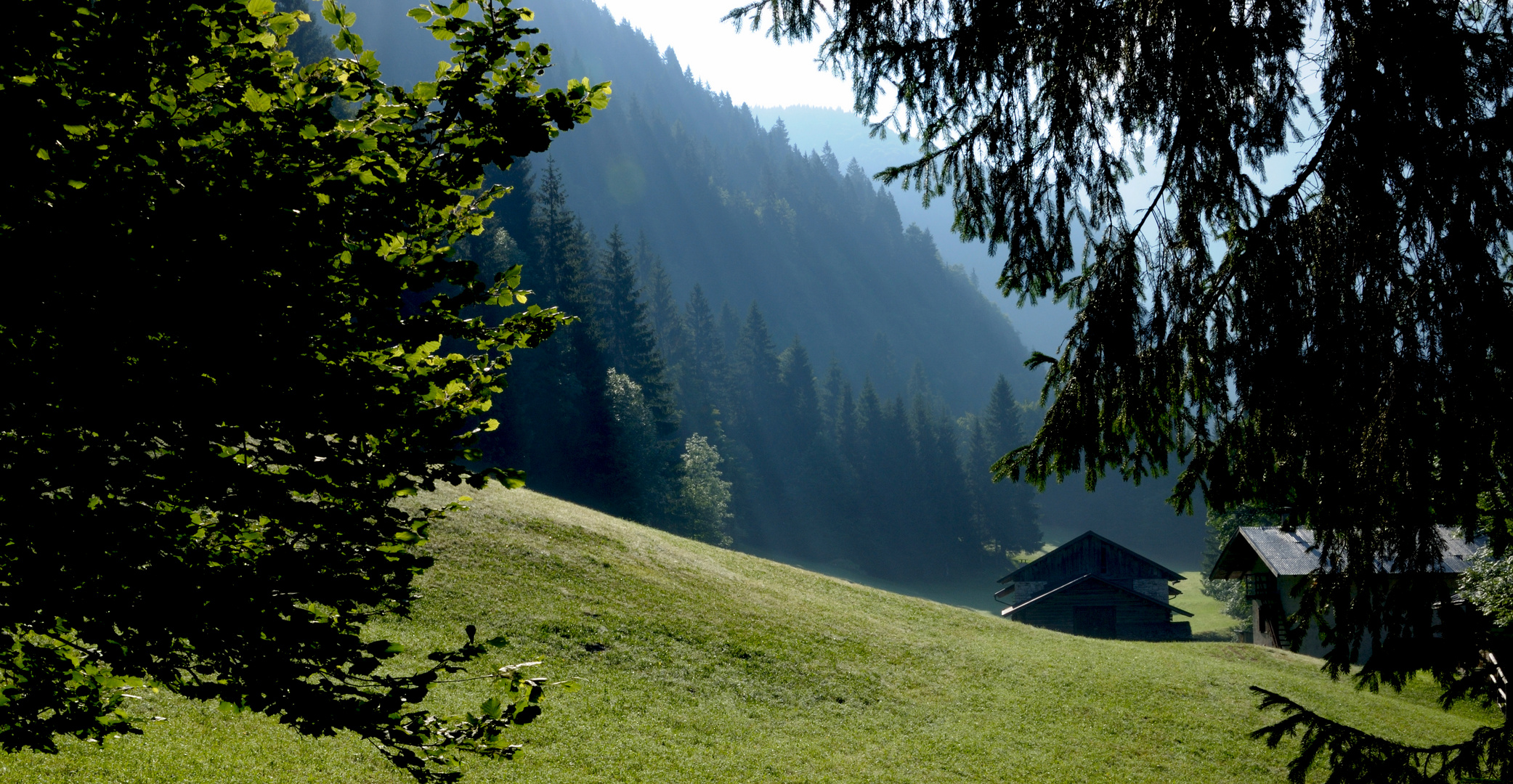 uscendo dal bosco