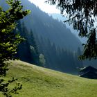 uscendo dal bosco