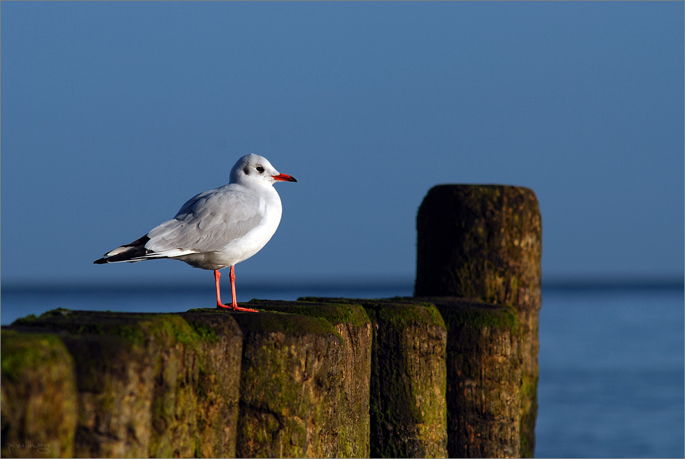 Usedom #04