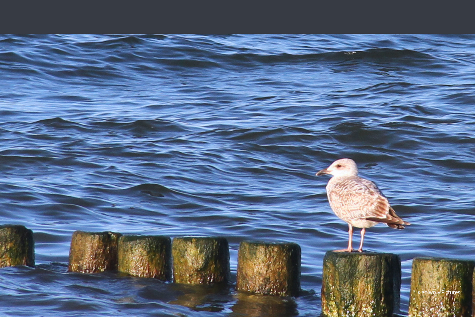 Usedom 07