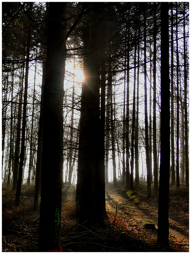 Usedom 2008/24 - Wald am Meer