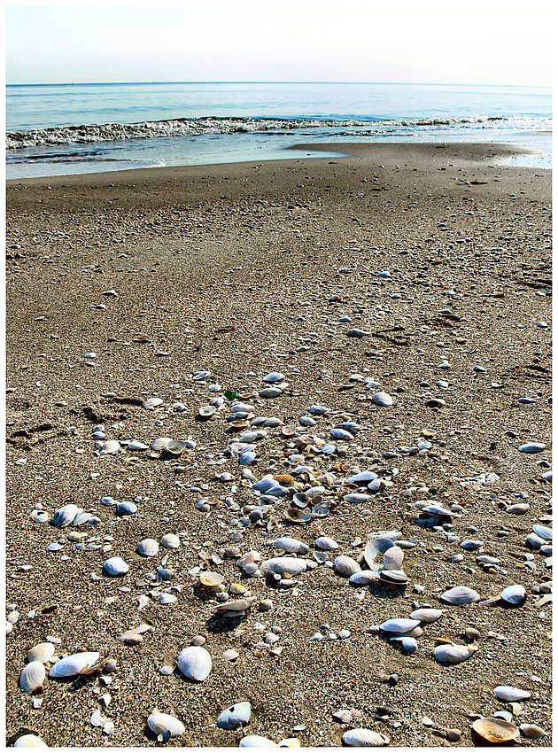 Usedom 2008/30 - Mehr Muscheln