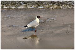 Usedom 2008/32 - Eine Möwe am Ostseestrand