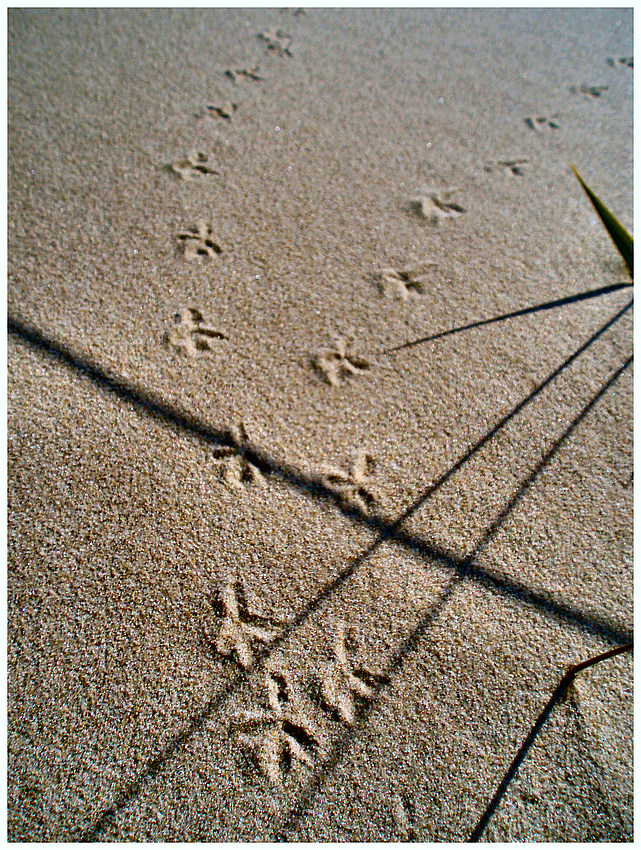 Usedom 2008/34 - Deine Spuren im Sand...