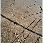 Usedom 2008/34 - Deine Spuren im Sand...