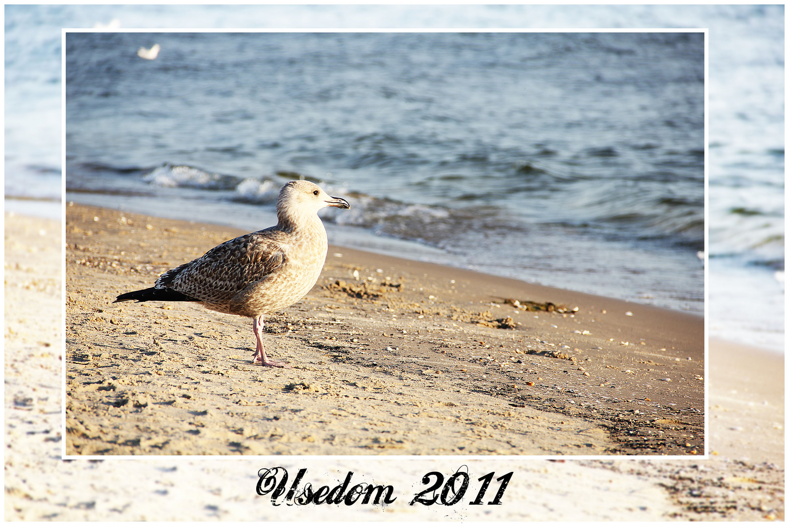 Usedom 2011