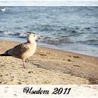 Usedom 2011