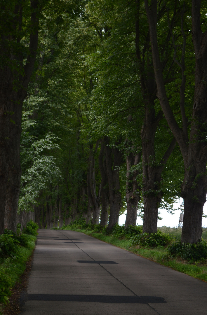 Usedom 2016 (76)