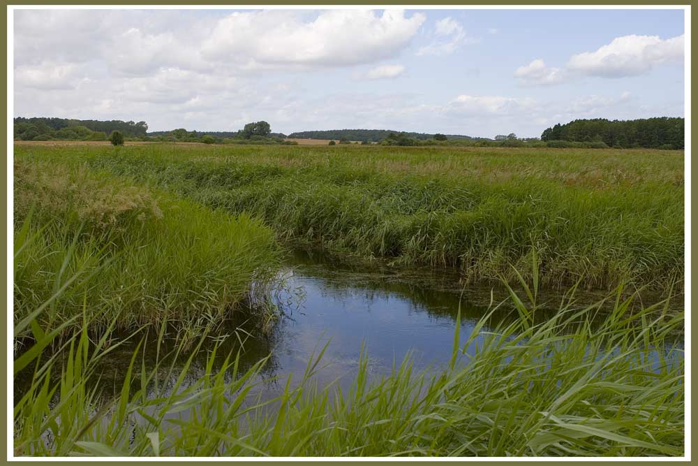 Usedom Blick bei Lütow vom Achterwasser auf Gnitz