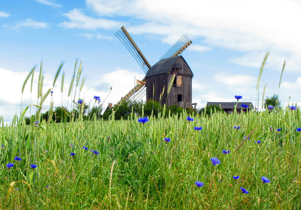 Usedom - Die Bockwindmühle von Pudagla