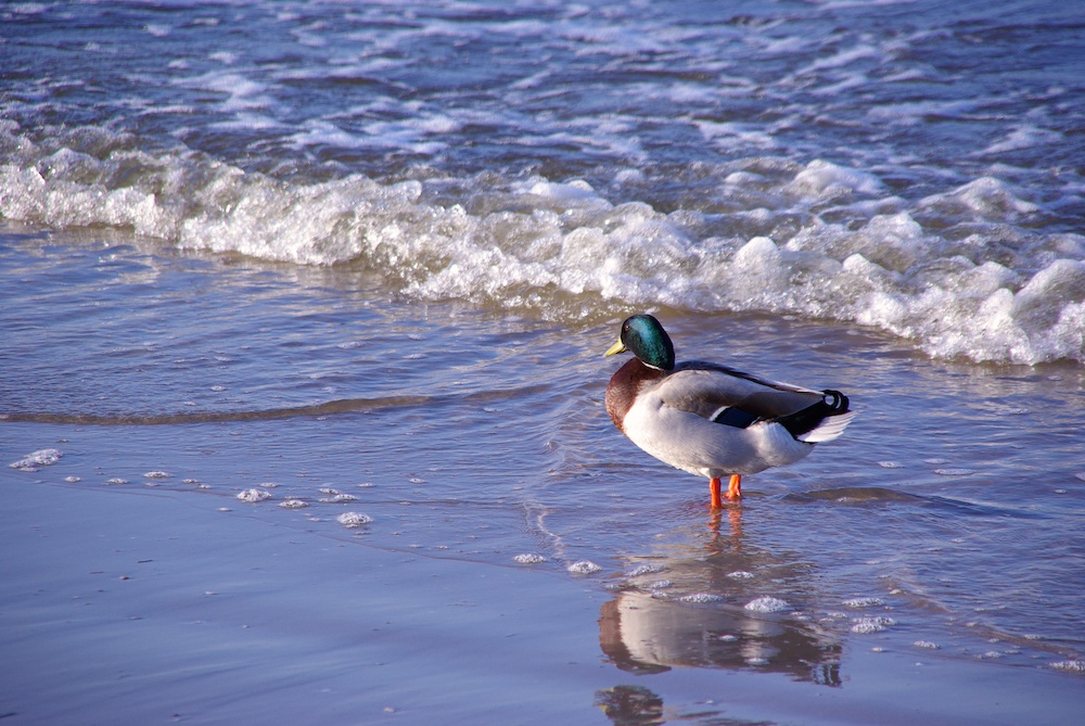 Usedom - Ente am Meer