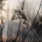 Usedom Herbst und Winter