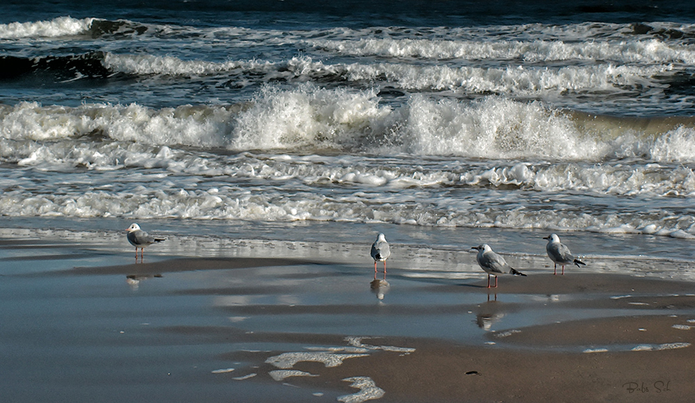 Usedom im Herbst... 02