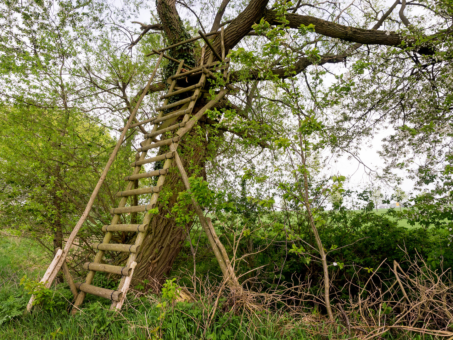 Usedom - Kachlin Offener Hochsitz im Baum 