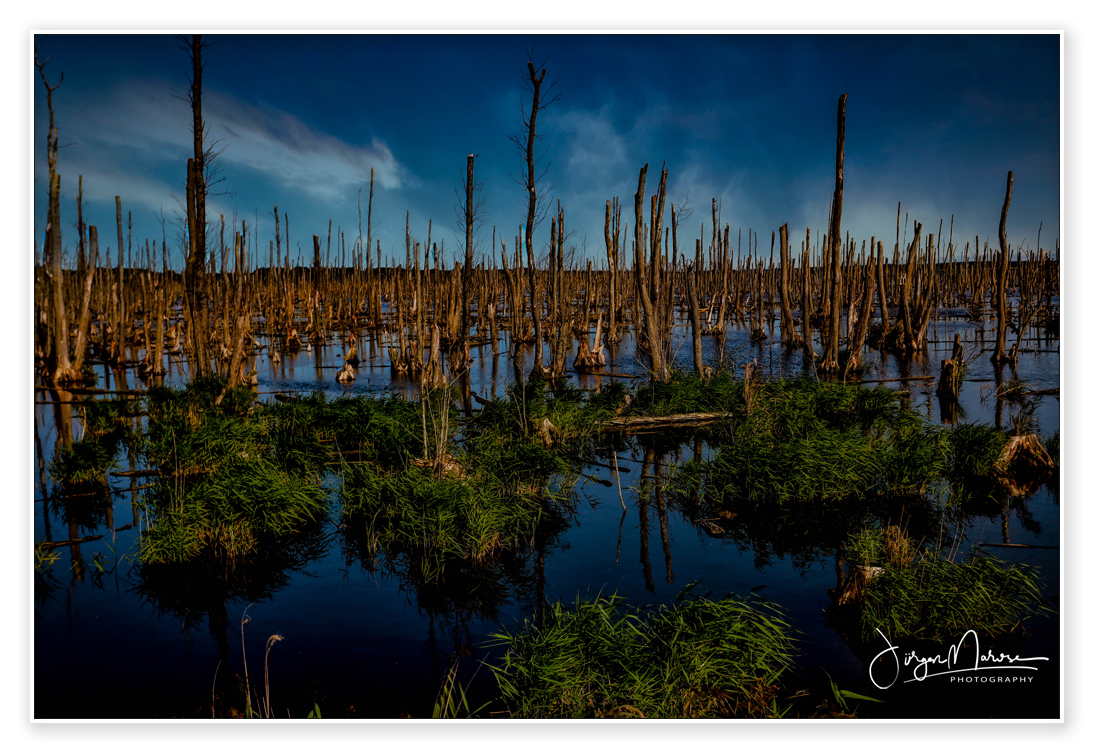 Usedom Moor #01