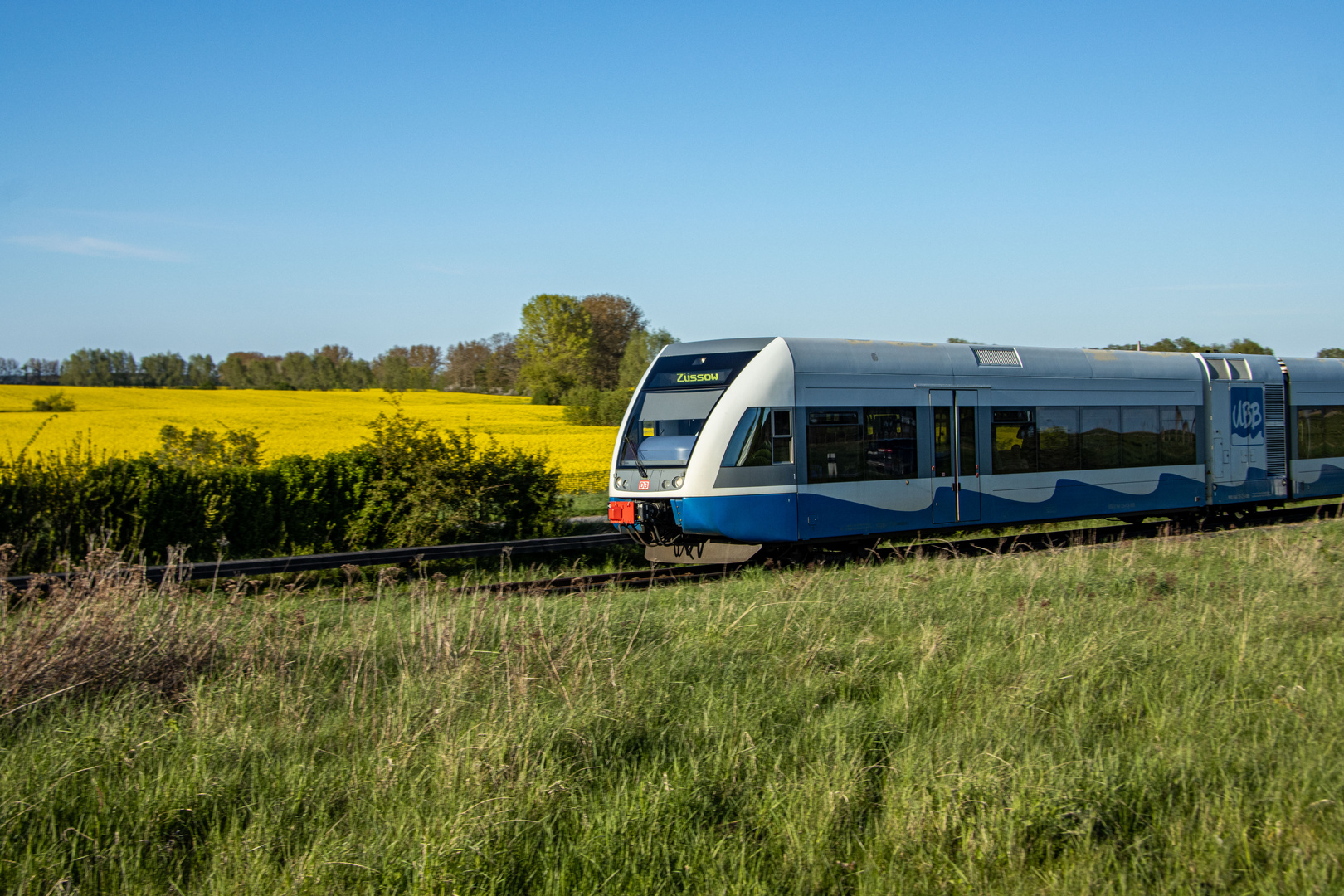 Usedomer Bäderbahn mit Raps