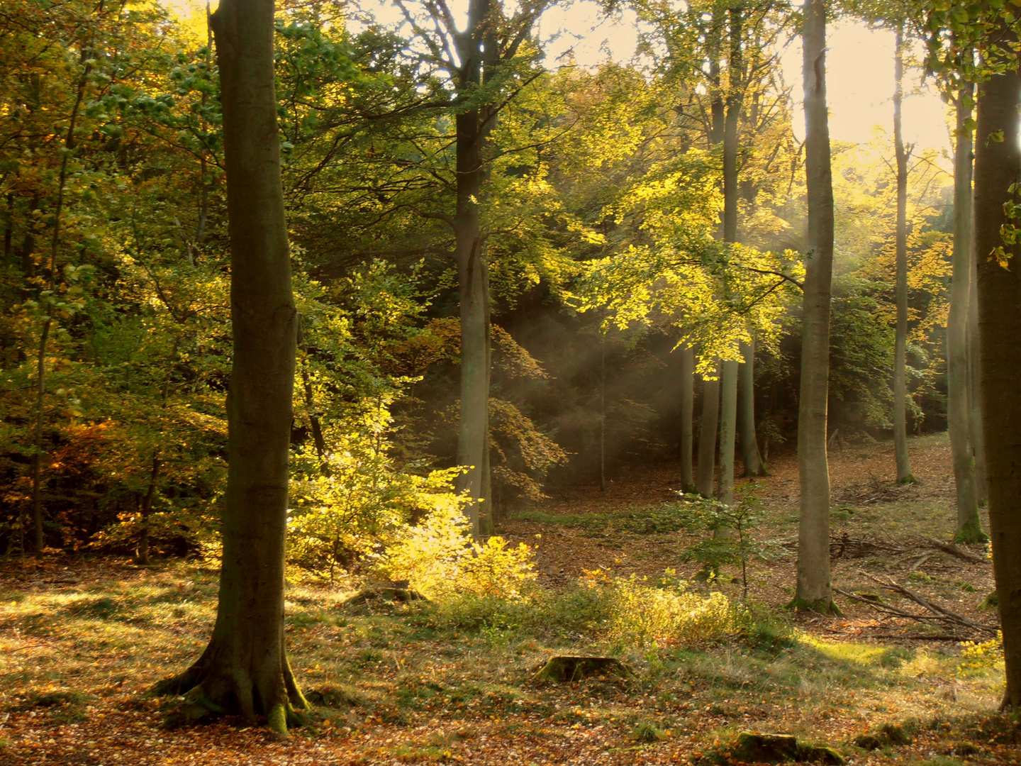Usedomer Küstenwald im Herbst