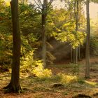 Usedomer Küstenwald im Herbst