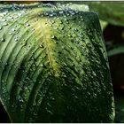 Usertreff Botanischer Garten der Uni Basel 01