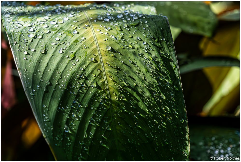 Usertreff Botanischer Garten der Uni Basel 01