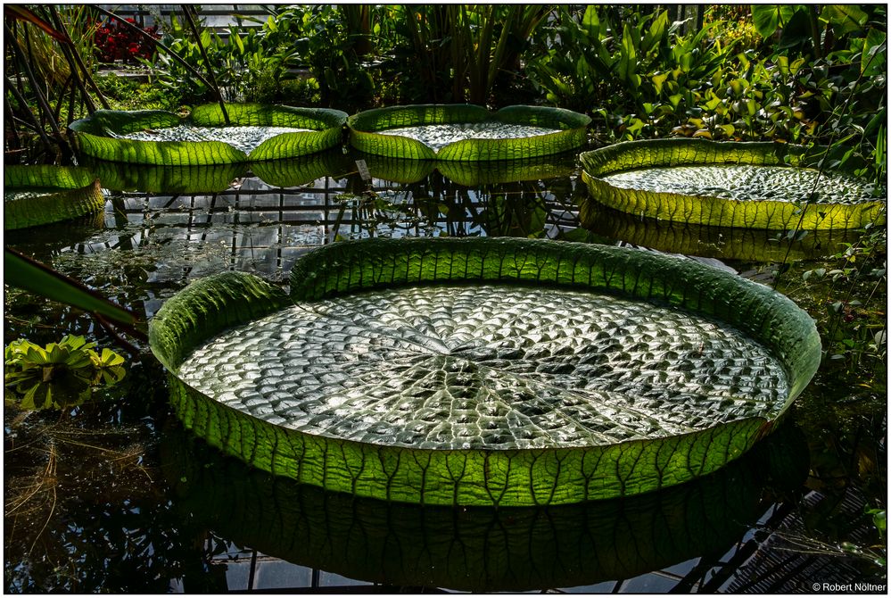 Usertreff Botanischer Garten der Uni Basel 11