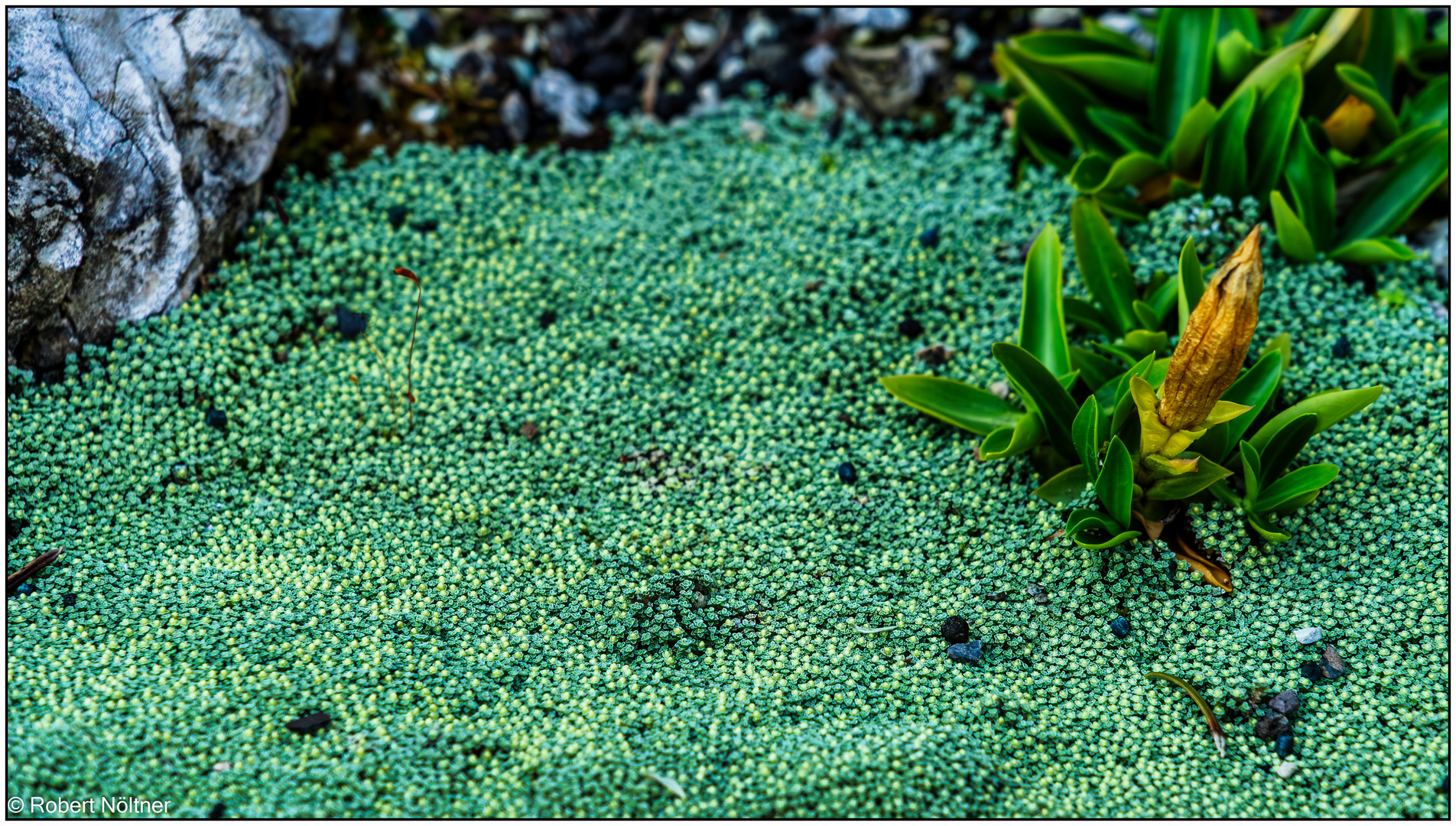 Usertreff Botanischer Garten der Uni Basel 15