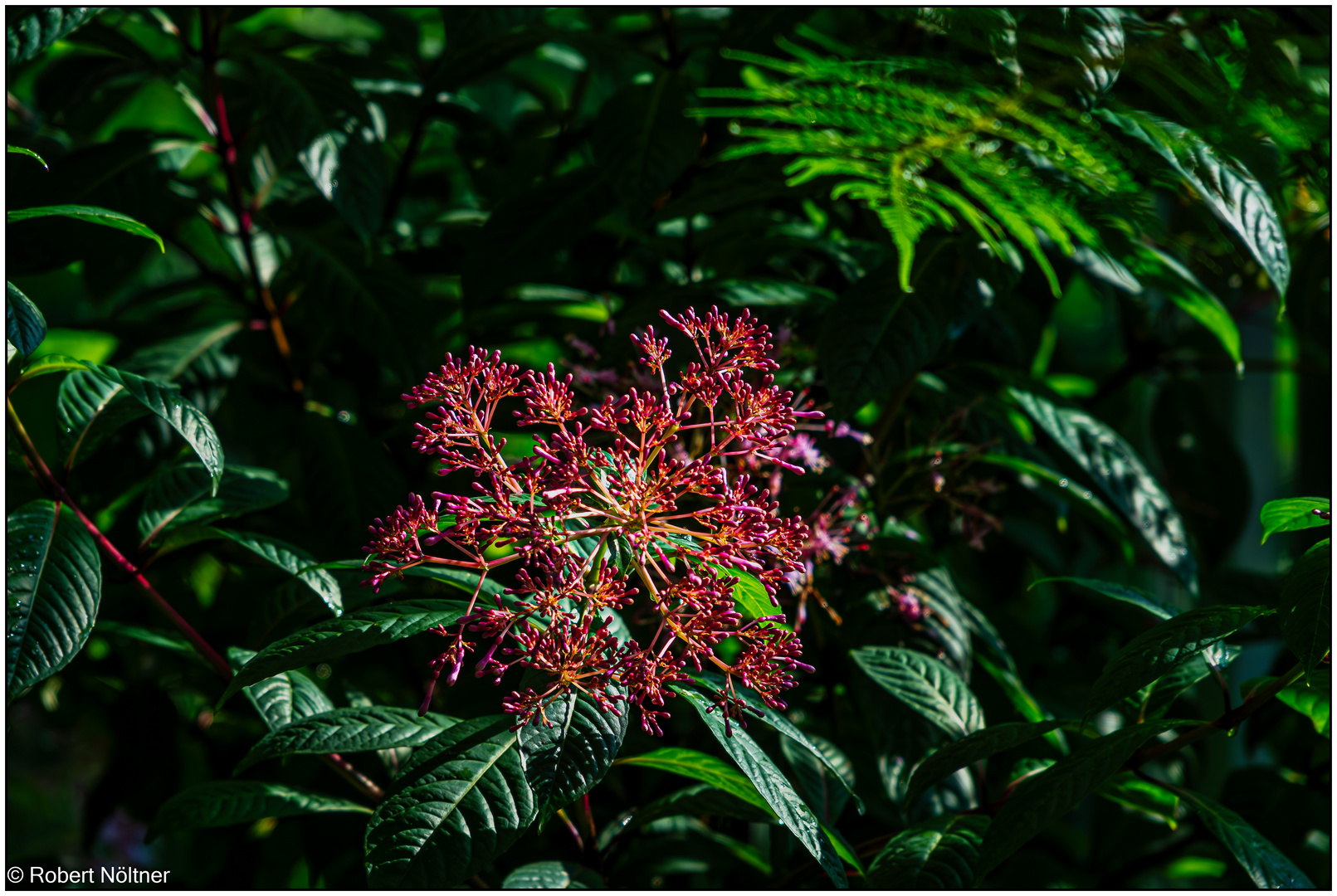 Usertreff Botanischer Garten der Uni Basel 16