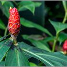 Usertreff Botanischer Garten der Uni Basel 17