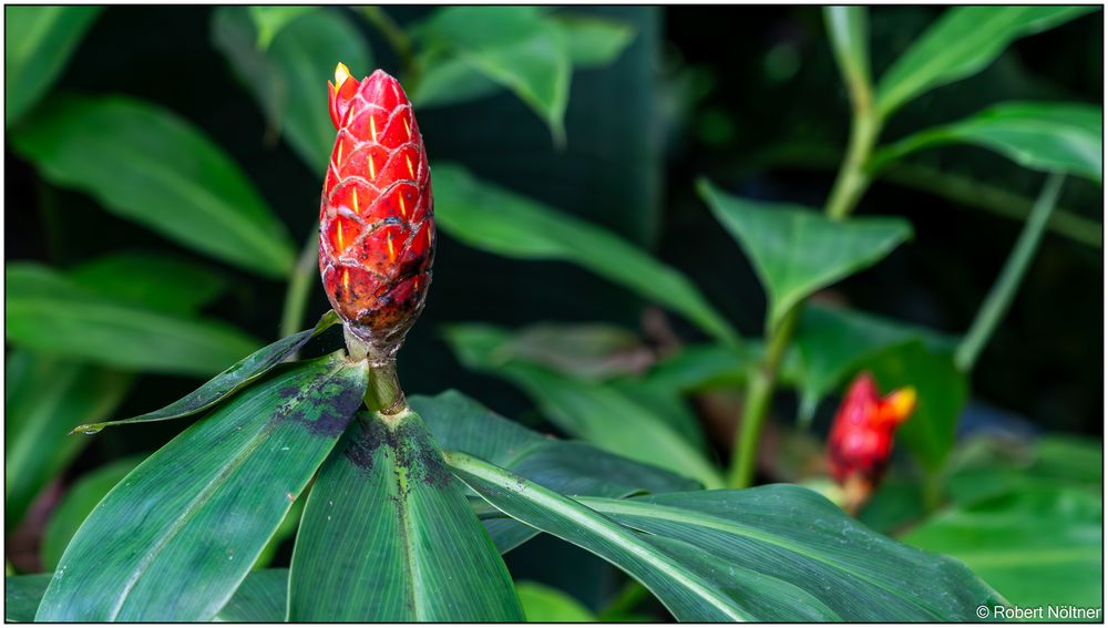 Usertreff Botanischer Garten der Uni Basel 17