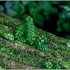 Usertreff Botanischer Garten der Uni Basel 18