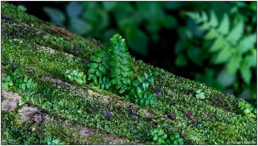 Usertreff Botanischer Garten der Uni Basel 18