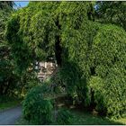 Usertreff Botanischer Garten der Uni Basel 19