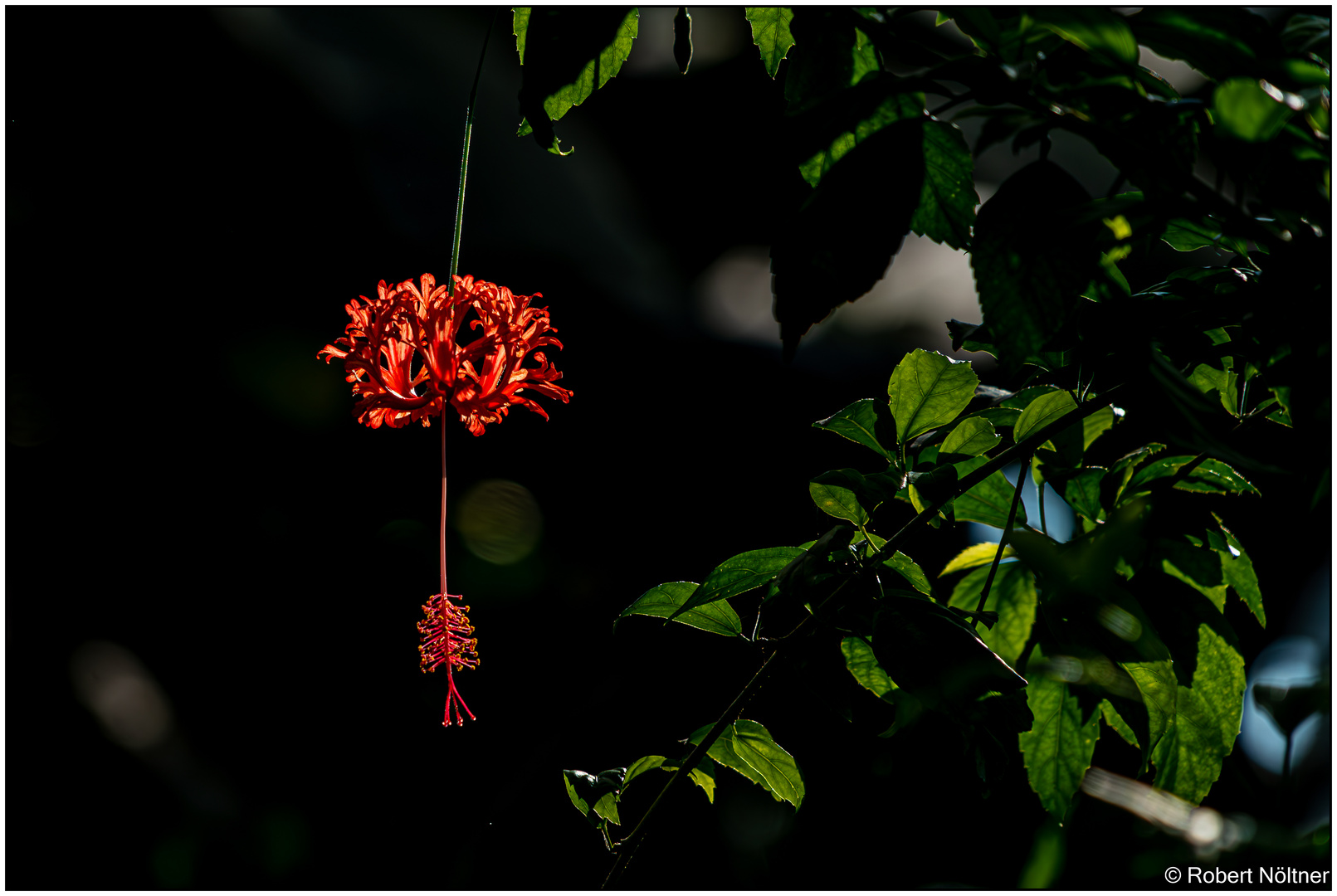 Usertreff Botanischer Garten der Uni Basel