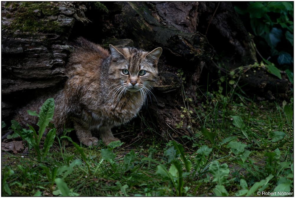 Usertreff im Tierpark Lange Erlen 01