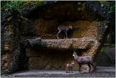 Usertreff im Tierpark Lange Erlen 02