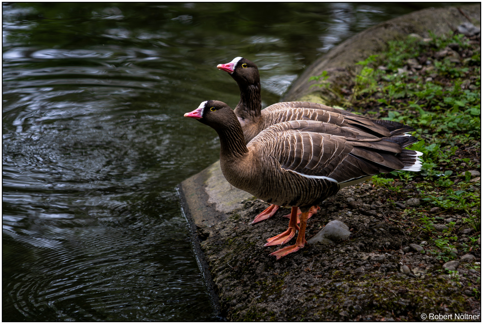 Usertreff im Tierpark Lange Erlen 06