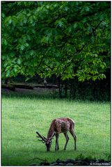 Usertreff im Tierpark Lange Erlen 10