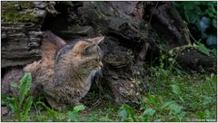 Usertreff im Tierpark Lange Erlen 12