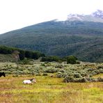 USHUAIA - fin del mundo