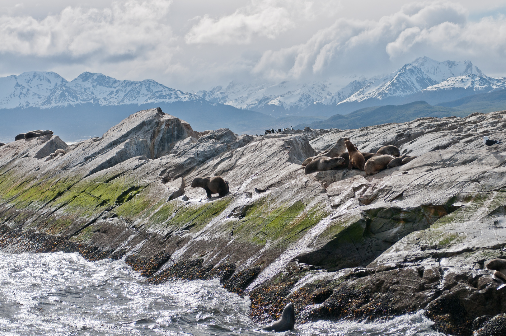 Ushuaia Seelöwen