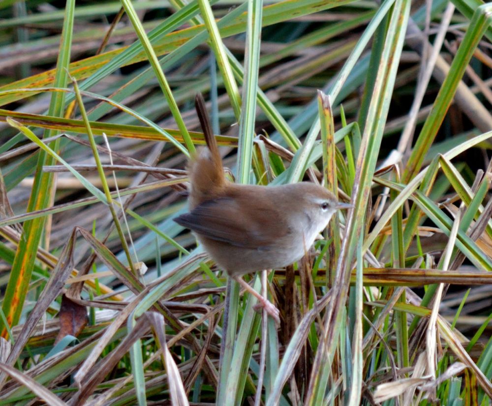 Usignolo di fiume