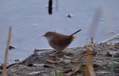 Usignolo di fiume 2