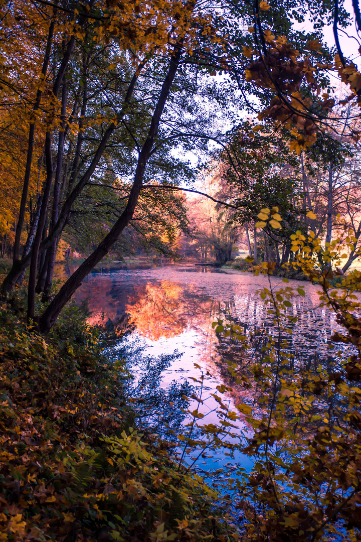 Usinger Wald