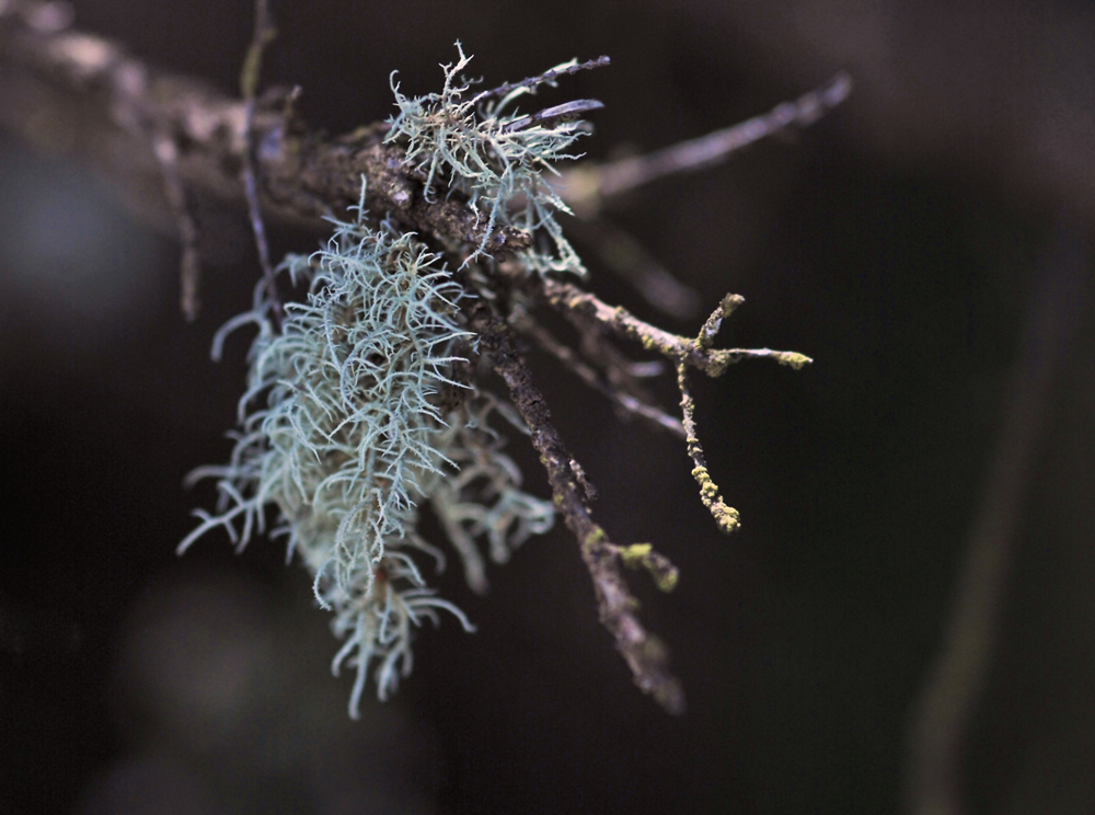 Usnea filipendula?