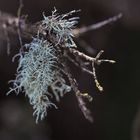 Usnea filipendula?