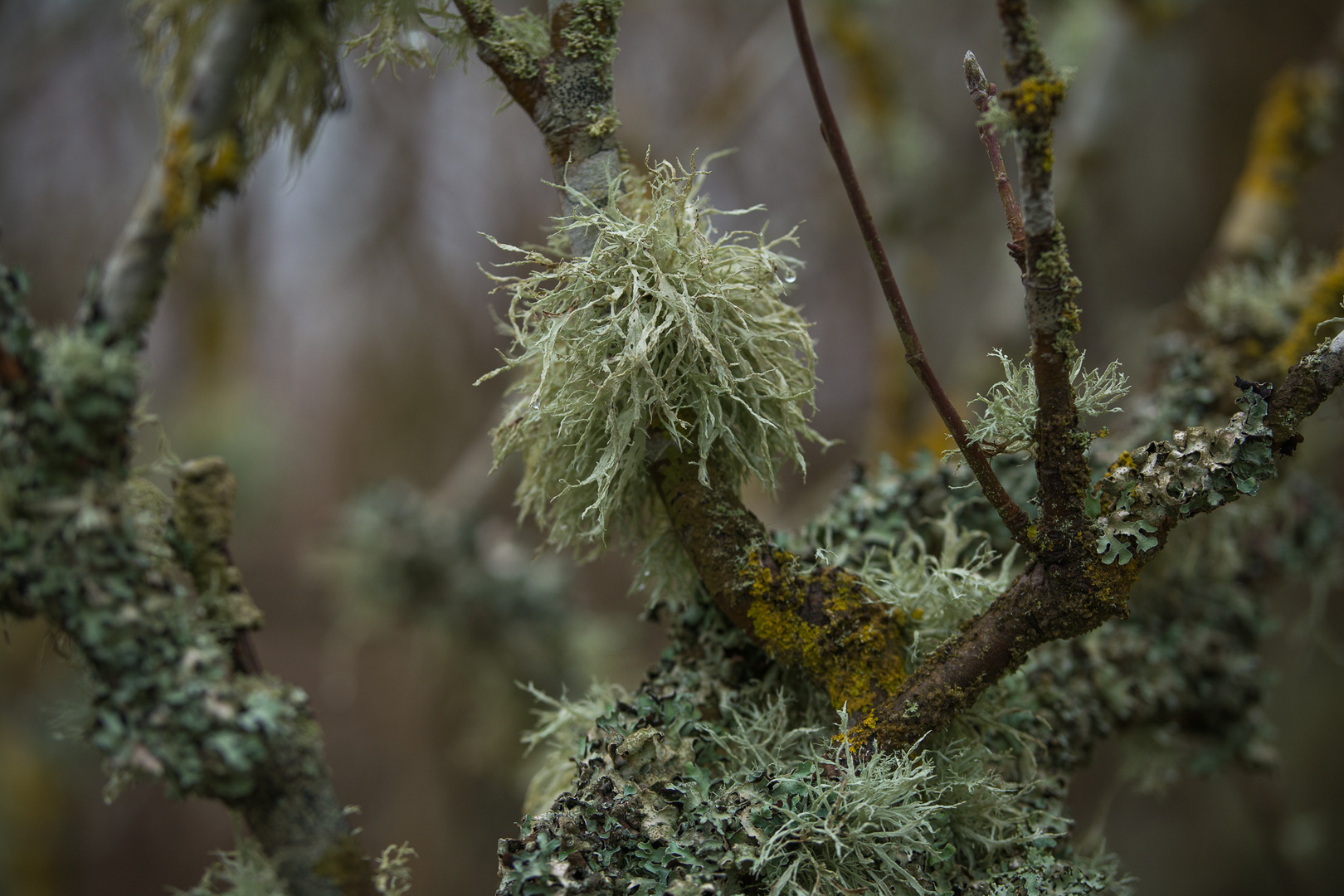 Usnea I