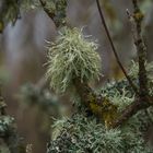 Usnea I