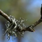 Usnea on the brach