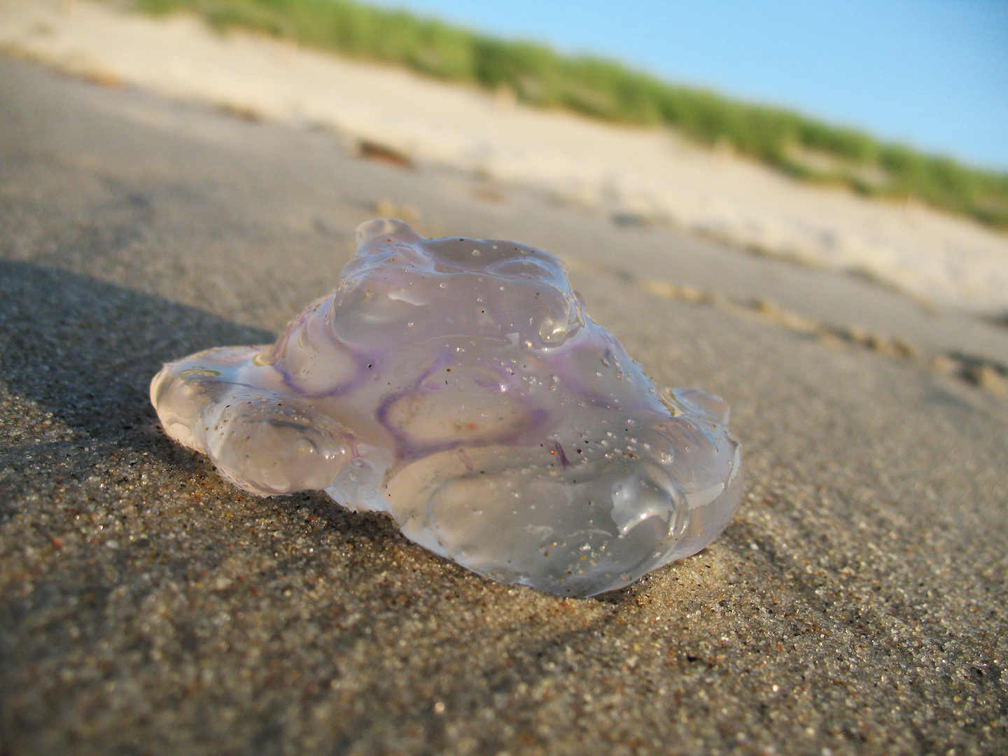 USO - Qualle am Strand der Ostsee gelandet