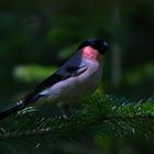 Ussuri bullfinch